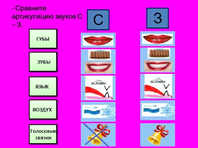 - Сравните артикуляцию звуков С – З. З С