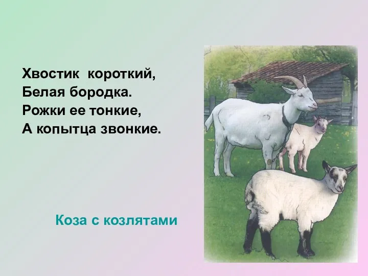 Хвостик короткий, Белая бородка. Рожки ее тонкие, А копытца звонкие. Коза с козлятами