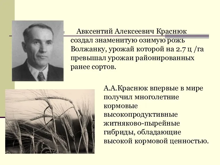 Авксентий Алексеевич Краснюк создал знаменитую озимую рожь Волжанку, урожай которой
