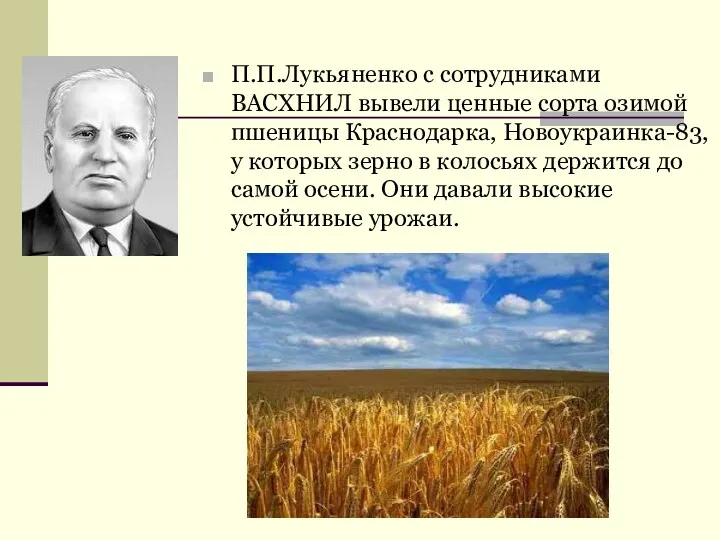 П.П.Лукьяненко с сотрудниками ВАСХНИЛ вывели ценные сорта озимой пшеницы Краснодарка,