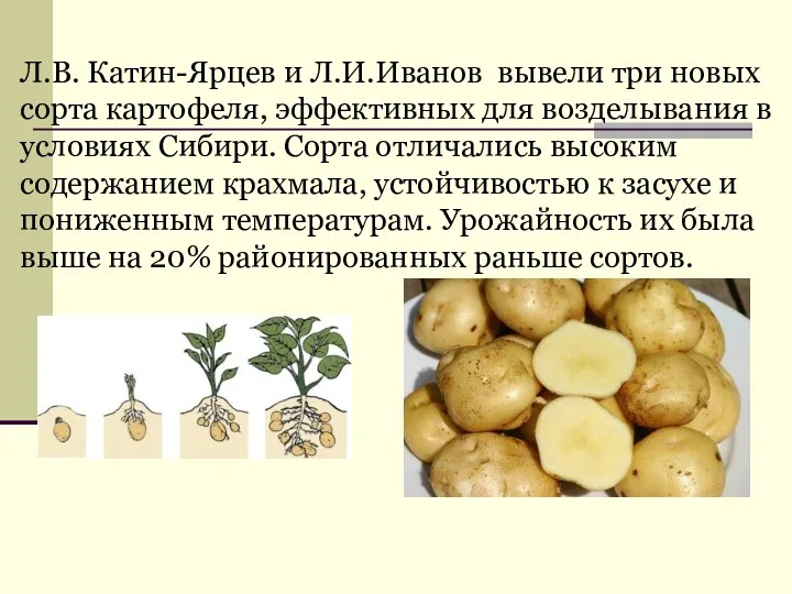 Л.В. Катин-Ярцев и Л.И.Иванов вывели три новых сорта картофеля, эффективных