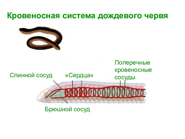 Кровеносная система дождевого червя Спинной сосуд Брюшной сосуд «Сердца» Поперечные кровеносные сосуды