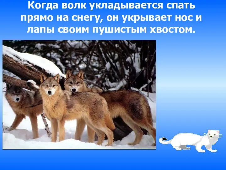 Когда волк укладывается спать прямо на снегу, он укрывает нос и лапы своим пушистым хвостом.