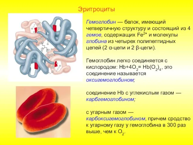 Эритроциты Гемоглобин — белок, имеющий четвертичную структуру и состоящий из