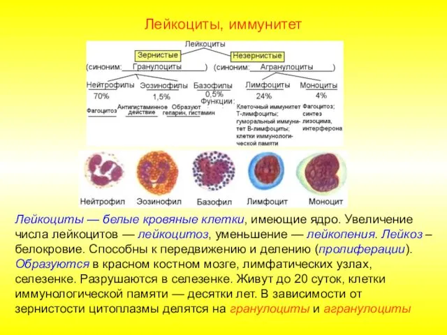 Лейкоциты, иммунитет Лейкоциты — белые кровяные клетки, имеющие ядро. Увеличение