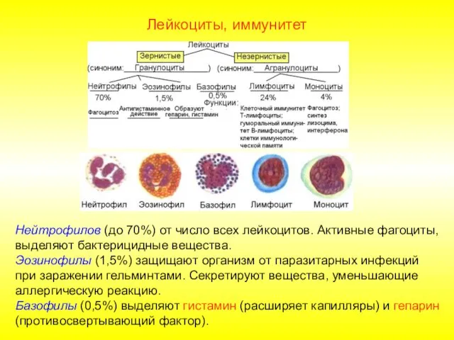 Лейкоциты, иммунитет Нейтрофилов (до 70%) от число всех лейкоцитов. Активные