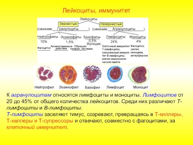 Лейкоциты, иммунитет К агранулоцитам относятся лимфоциты и моноциты. Лимфоцитов от