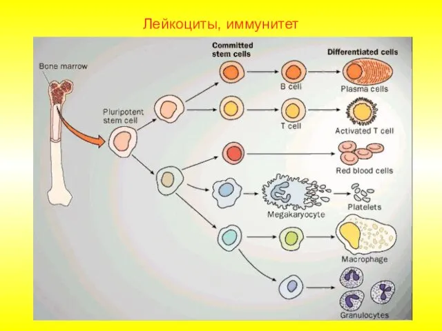 Лейкоциты, иммунитет