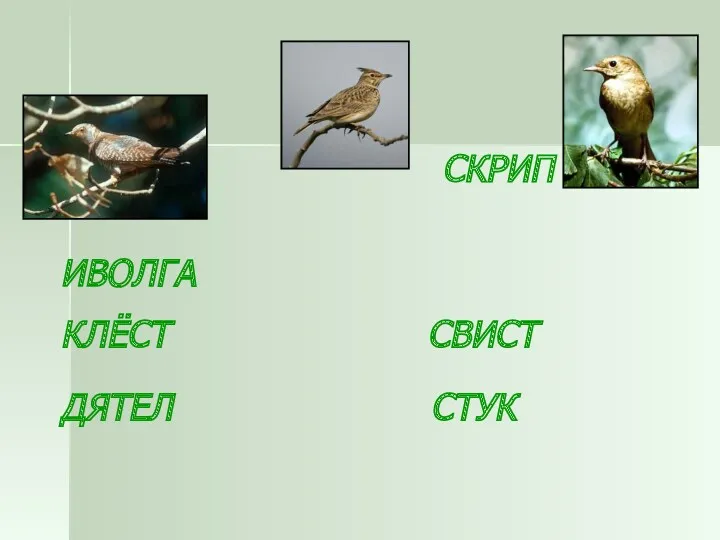 СКРИП ИВОЛГА КЛЁСТ СВИСТ ДЯТЕЛ СТУК