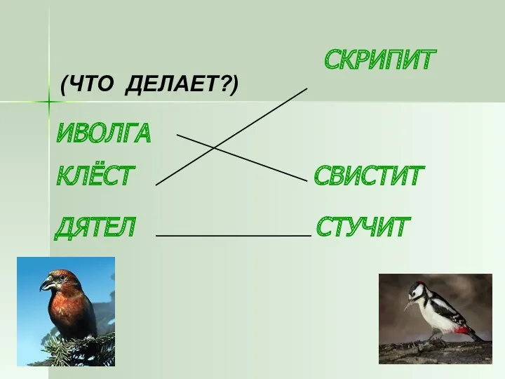 СКРИПИТ ИВОЛГА КЛЁСТ СВИСТИТ ДЯТЕЛ СТУЧИТ (ЧТО ДЕЛАЕТ?)