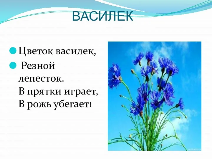 ВАСИЛЕК Цветок василек, Резной лепесток. В прятки играет, В рожь убегает!