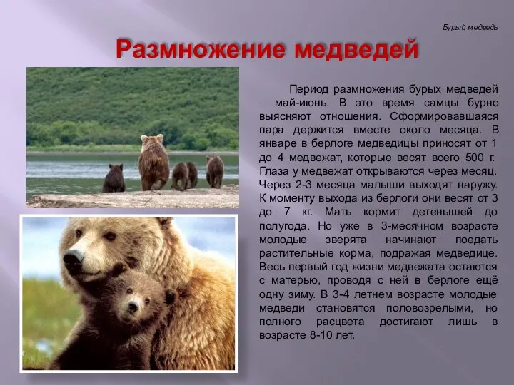Бурый медведь Период размножения бурых медведей – май-июнь. В это