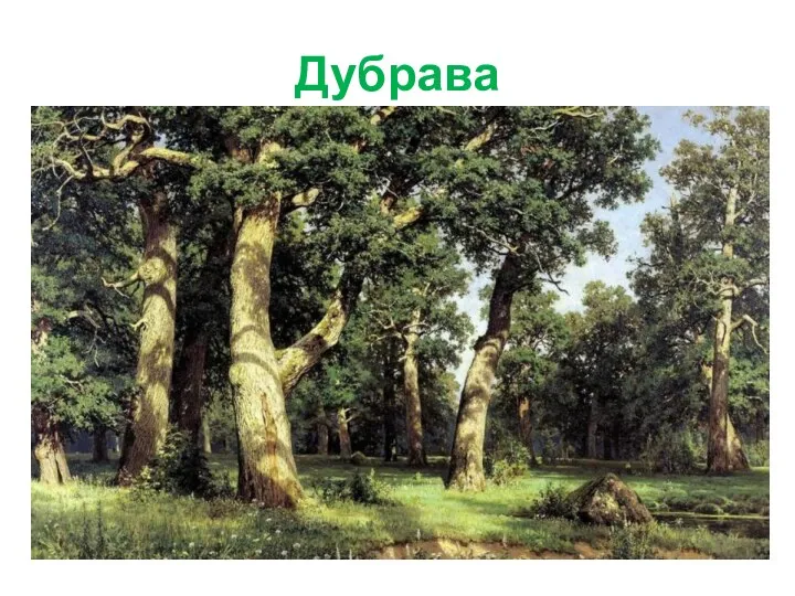 Дубрава