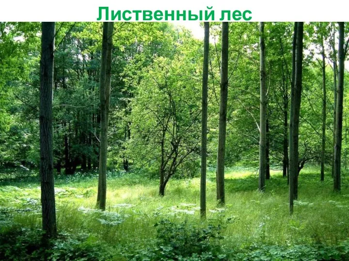 Лиственный лес