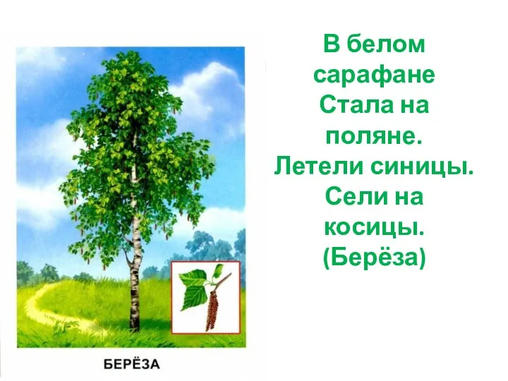 В белом сарафане Стала на поляне. Летели синицы. Сели на косицы. (Берёза)