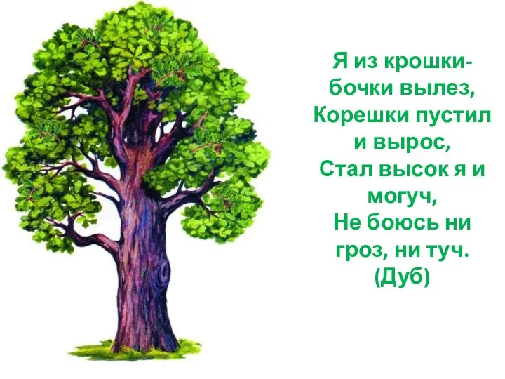 Я из крошки-бочки вылез, Корешки пустил и вырос, Стал высок