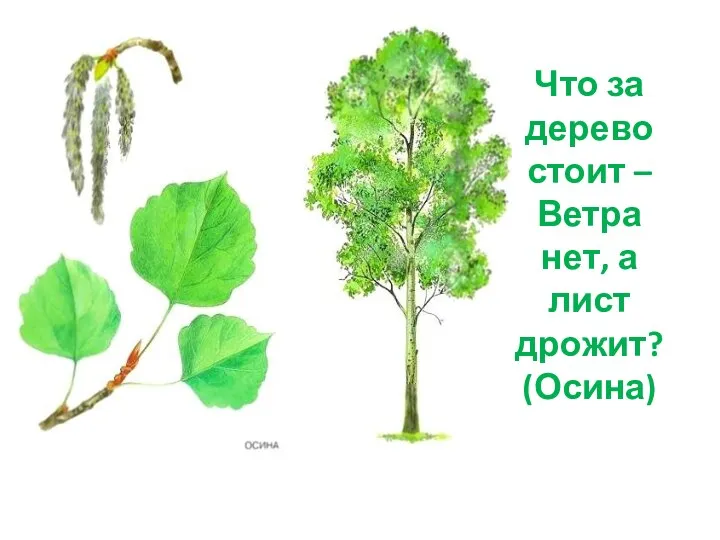 Что за дерево стоит – Ветра нет, а лист дрожит? (Осина)