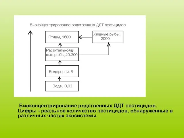 Биоконцентрирование родственных ДДТ пестицидов. Цифры - реальное количество пестицидов, обнаруженные в различных частях экосистемы.