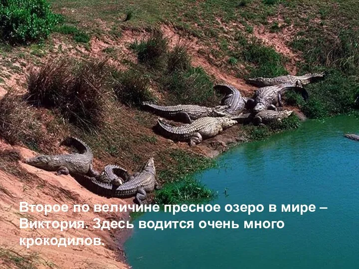 Второе по величине пресное озеро в мире – Виктория. Здесь водится очень много крокодилов.