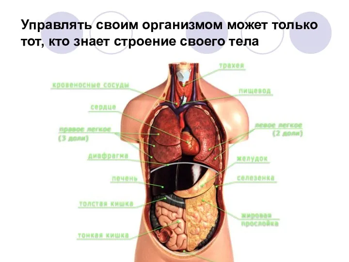 Управлять своим организмом может только тот, кто знает строение своего тела