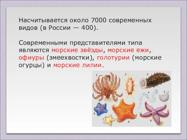 Насчитывается около 7000 современных видов (в России — 400). Современными представителями типа являются