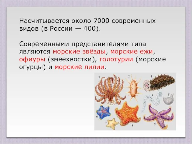 Насчитывается около 7000 современных видов (в России — 400). Современными