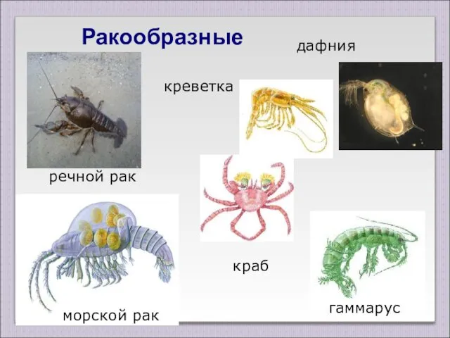 Ракообразные гаммарус речной рак морской рак краб креветка дафния