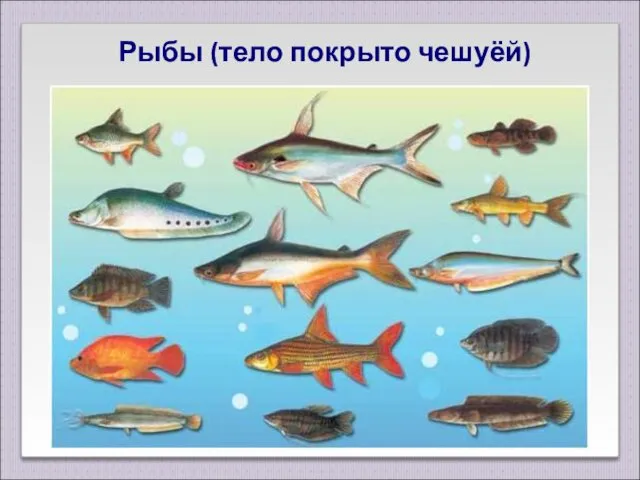 Рыбы (тело покрыто чешуёй)