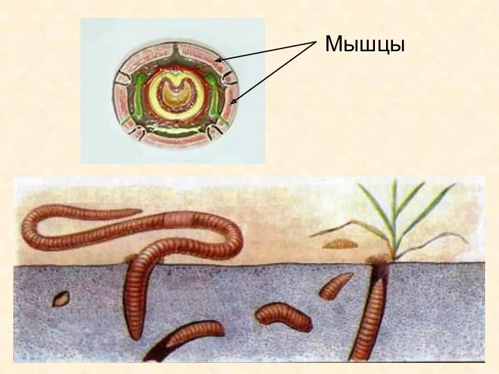 Мышцы