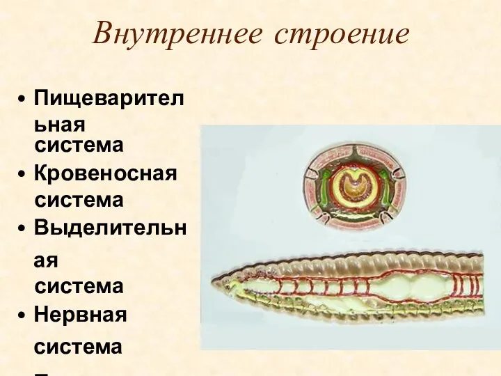 Внутреннее строение Пищеварительная система Кровеносная система Выделительная система Нервная система Половая система