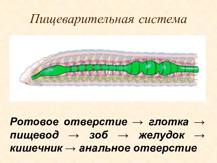 Пищеварительная система Ротовое отверстие → глотка → пищевод → зоб