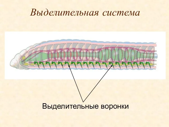 Выделительная система Выделительные воронки