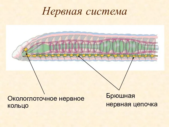 Нервная система Окологлоточное нервное кольцо Брюшная нервная цепочка