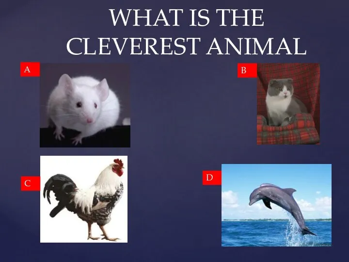 WHAT IS THE CLEVEREST ANIMAL A B C D