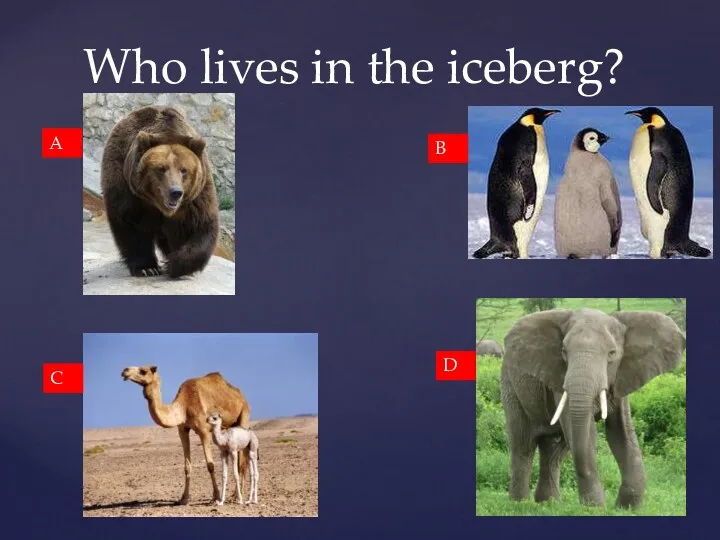 Who lives in the iceberg? A B C D