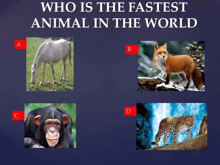 WHO IS THE FASTEST ANIMAL IN THE WORLD A B C D