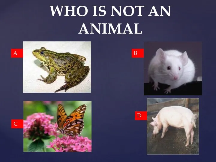 WHO IS NOT AN ANIMAL A B C D
