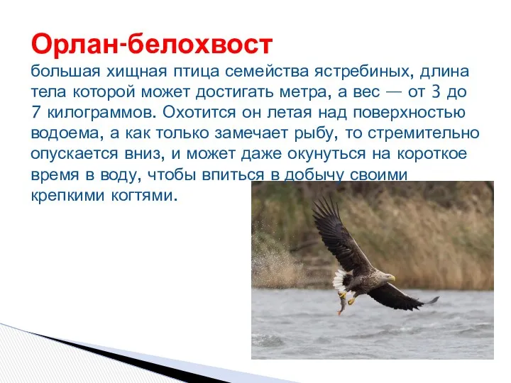 Орлан-белохвост большая хищная птица семейства ястребиных, длина тела которой может достигать метра, а