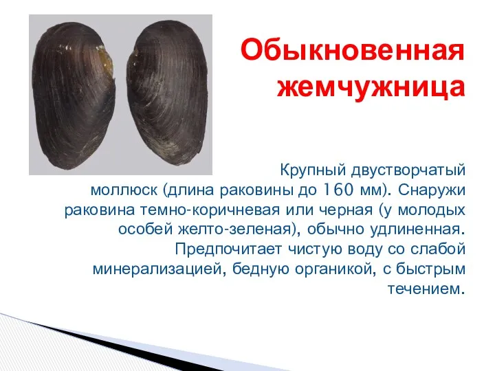 Обыкновенная жемчужница Крупный двустворчатый моллюск (длина раковины до 160 мм). Снаружи раковина темно-коричневая