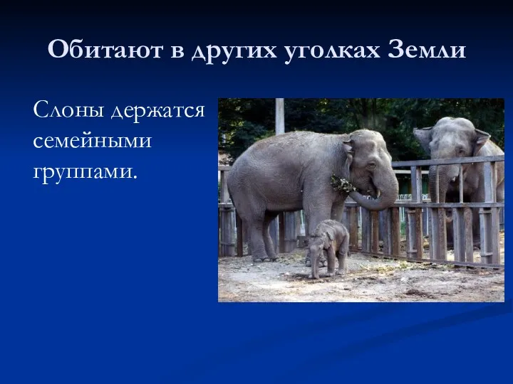 Обитают в других уголках Земли Слоны держатся семейными группами.