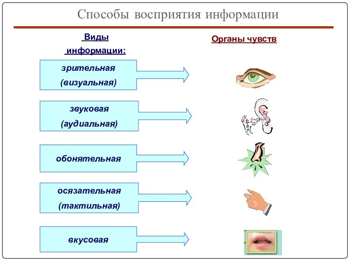 Виды информации: Органы чувств Способы восприятия информации