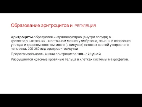 Образование эритроцитов и РЕГУЛЯЦИЯ Эритроциты образуются интраваскулярно (внутри сосуда) в