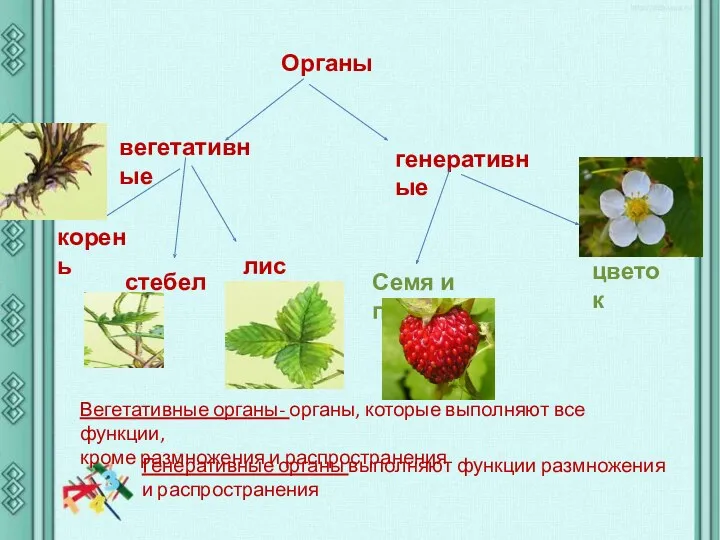 Органы вегетативные генеративные корень стебель лист цветок Семя и плод Вегетативные органы- органы,
