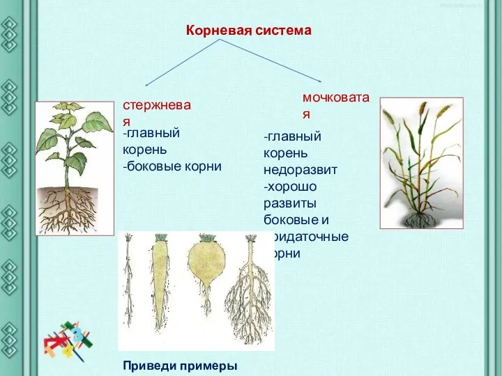 Корневая система стержневая мочковатая -главный корень -боковые корни -главный корень недоразвит -хорошо развиты