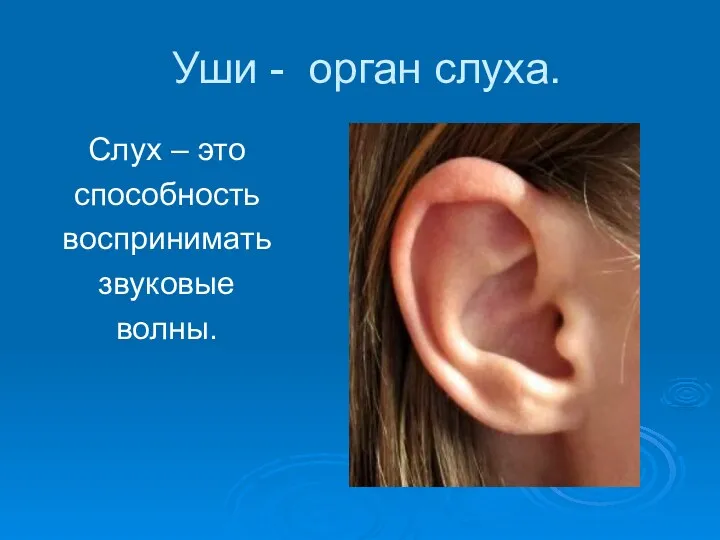 Уши - орган слуха. Слух – это способность воспринимать звуковые волны.