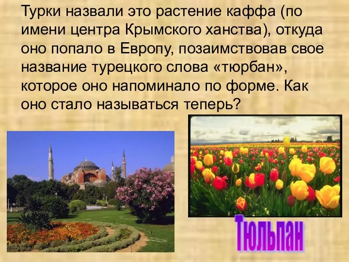 Турки назвали это растение каффа (по имени центра Крымского ханства), откуда оно попало