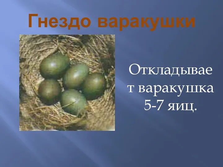 Гнездо варакушки Откладывает варакушка 5-7 яиц.