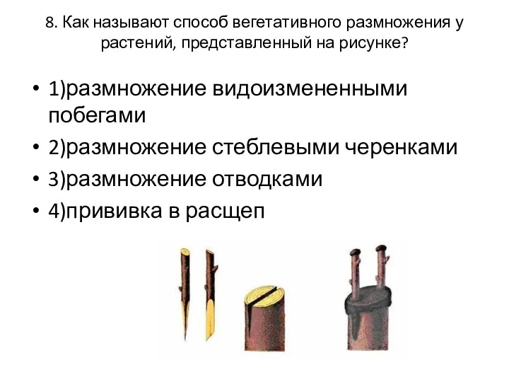 8. Как называют способ вегетативного размножения у растений, представленный на