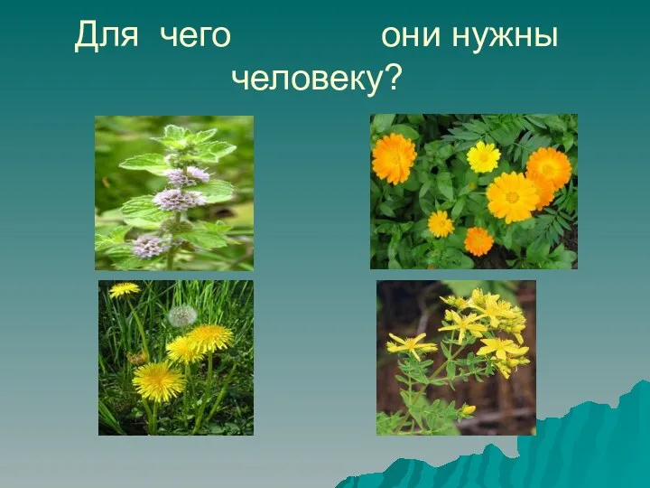 Для чего они нужны человеку?