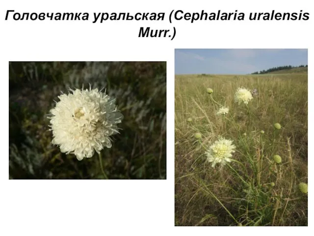 Головчатка уральская (Cephalaria uralensis Murr.)